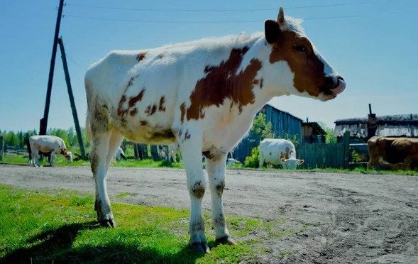 Un campesino ruso halla una cartera con más de mil dólares en el estómago de su vaca