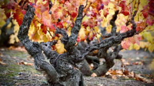 Un hallazgo arqueológico revela qué se cultivaba en Aragón hace 45 siglos