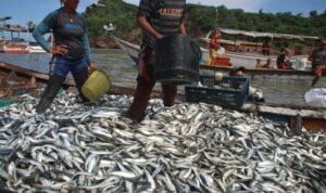 Veda de la sardina se extenderá hasta el 15 de marzo