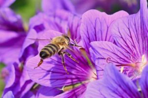 Veneno de abeja: qué es y para qué sirve