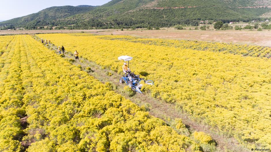 cómo extraer metales de las plantas – DW – 05/12/2025