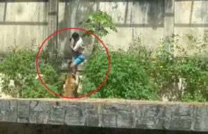 el momento en que una leona atacó a un joven de 19 años y lo mató