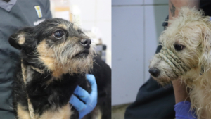 el oculto drama que viven los animales en Medellín