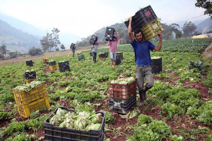 la exportación de alimentos será la nueva fuente de divisas para Venezuela – Diario El Luchador