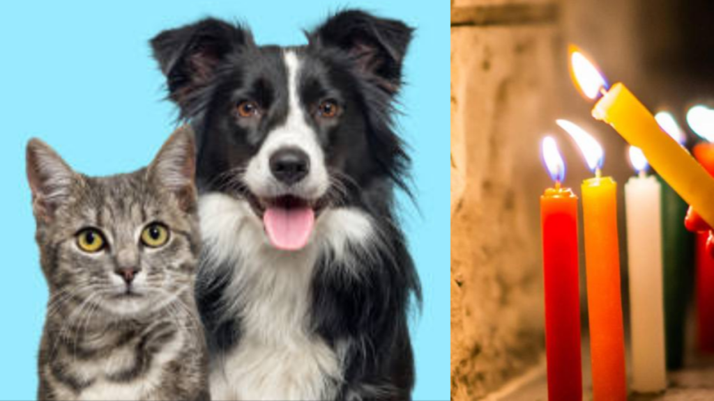 nuevas recomendaciones para cuidar a perros y gatos de la pólvora