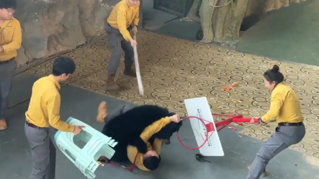 un oso negro atacó a su cuidador frente a cientos de espectadores