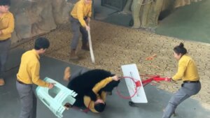 un oso negro atacó a su cuidador frente a cientos de espectadores