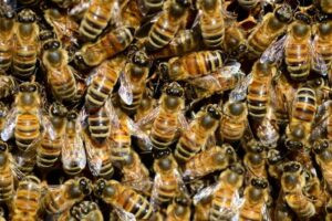 ¿Cómo se convierte una abeja obrera en abeja reina?