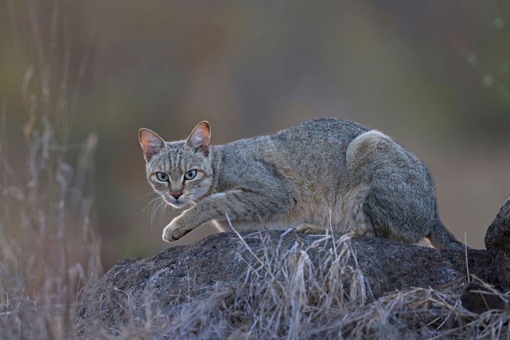 ¿Cuándo se domesticó el gato? Nuevas pruebas de ADN cambian lo que sabíamos hasta ahora | National Geographic
