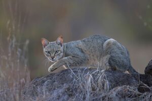 ¿Cuándo se domesticó el gato? Nuevas pruebas de ADN cambian lo que sabíamos hasta ahora | National Geographic