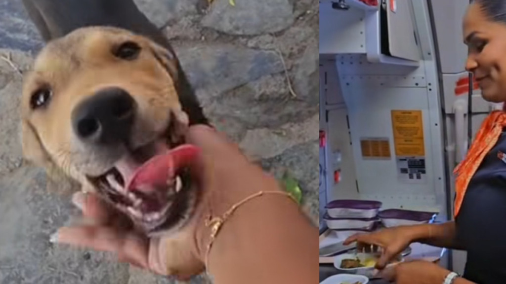 Azafata recoge las sobras de comida en los vuelos para alimentar perritos de la calle