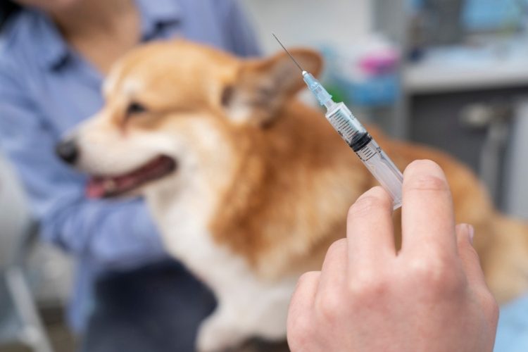 Bienestar Animal: 800 cupos gratuitos de esterilización en Suba y Engativá