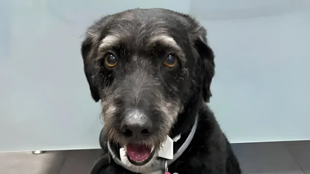 Boro, el perro desaparecido en la tragedia ferroviaria de Adamuz que es buscado por toda España