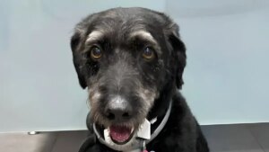 Boro, el perro desaparecido en la tragedia ferroviaria de Adamuz que es buscado por toda España