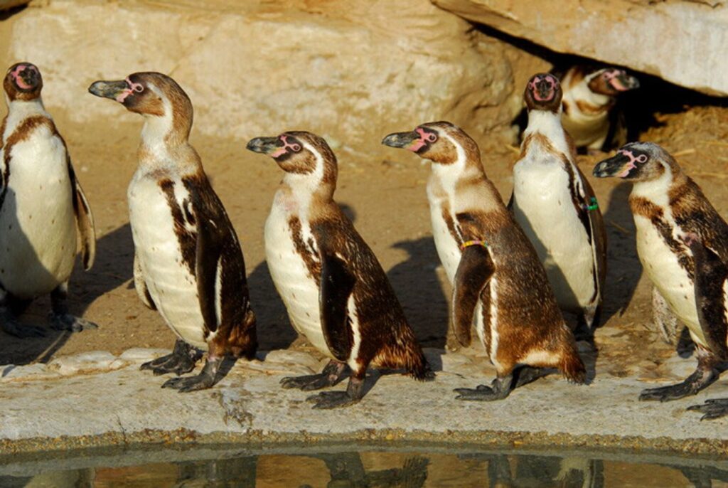 Bucea como un profesional, pero tiene el corazón frágil: los 4 datos sobre el pingüino de Humboldt | National Geographic