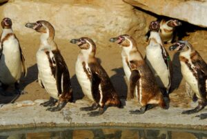 Bucea como un profesional, pero tiene el corazón frágil: los 4 datos sobre el pingüino de Humboldt | National Geographic