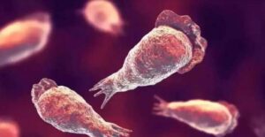 Científicos en alerta por una ameba devoradora de cerebros cada vez más frecuente en el agua