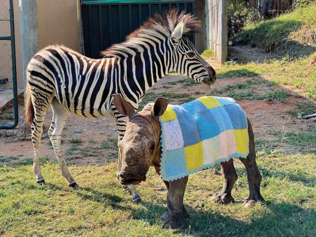 Cómo la improbable amistad entre un rinoceronte y una cebra salvó a dos cachorros | National Geographic