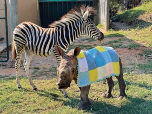 Cómo la improbable amistad entre un rinoceronte y una cebra salvó a dos cachorros | National Geographic