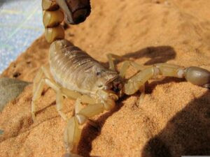 Cómo la selección natural convirtió toxinas en armas biológicas