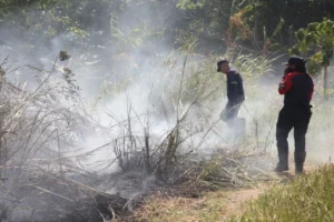 Crearán brigadas contra incendios forestales en Anzoátegui