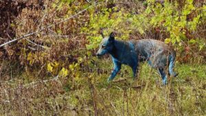 De la radiación a la evolución. La impactante verdad sobre los perros de Chernobyl que ya no son genéticamente perros comunes
