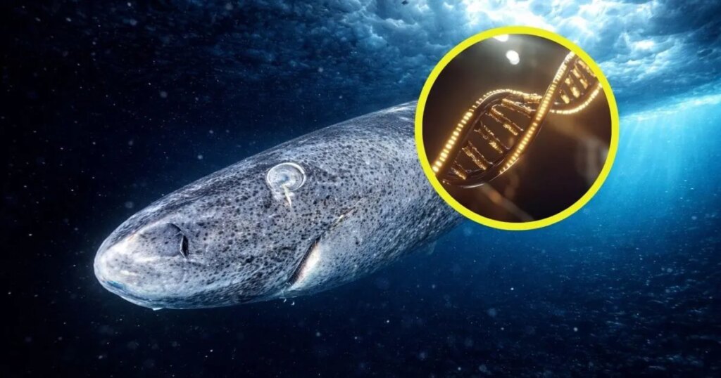 Descifran el ADN del tiburón de Groenlandia y hallan pistas genéticas que podrían explicar por qué es capaz de vivir 400 años sin cáncer ni enfermedades
