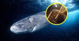 Descifran el ADN del tiburón de Groenlandia y hallan pistas genéticas que podrían explicar por qué es capaz de vivir 400 años sin cáncer ni enfermedades