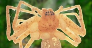 Descubren en Brasil una araña que parece llevar un collar de perlas vivientes hecha de parásitos