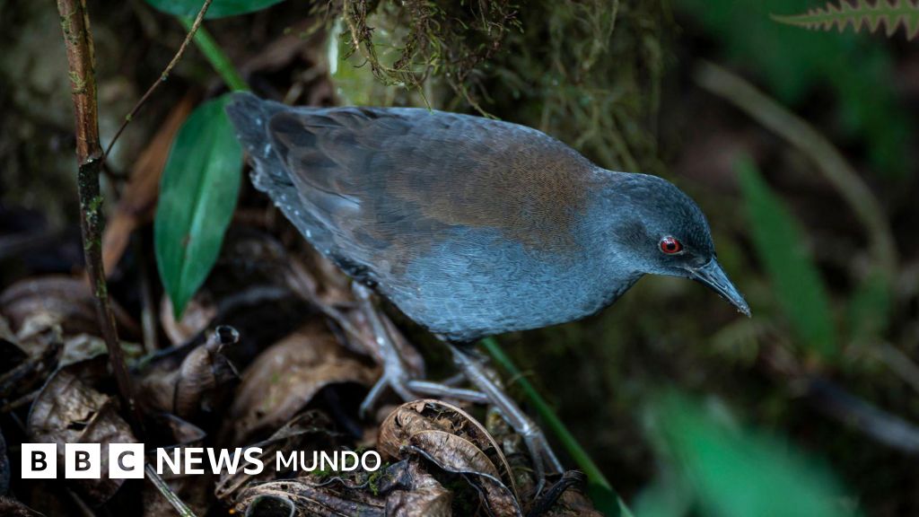 "Después de 200 años, volvemos a ver esta especie": el sorprendente regreso de las aves perdidas a las Islas Galápagos
