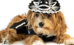 Día Mundial de Vestir a tu Mascota: entre la diversión y el debate sobre el bienestar animal