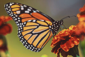 El genoma de las mariposas europeas: una nueva herramienta contra el cambio climático