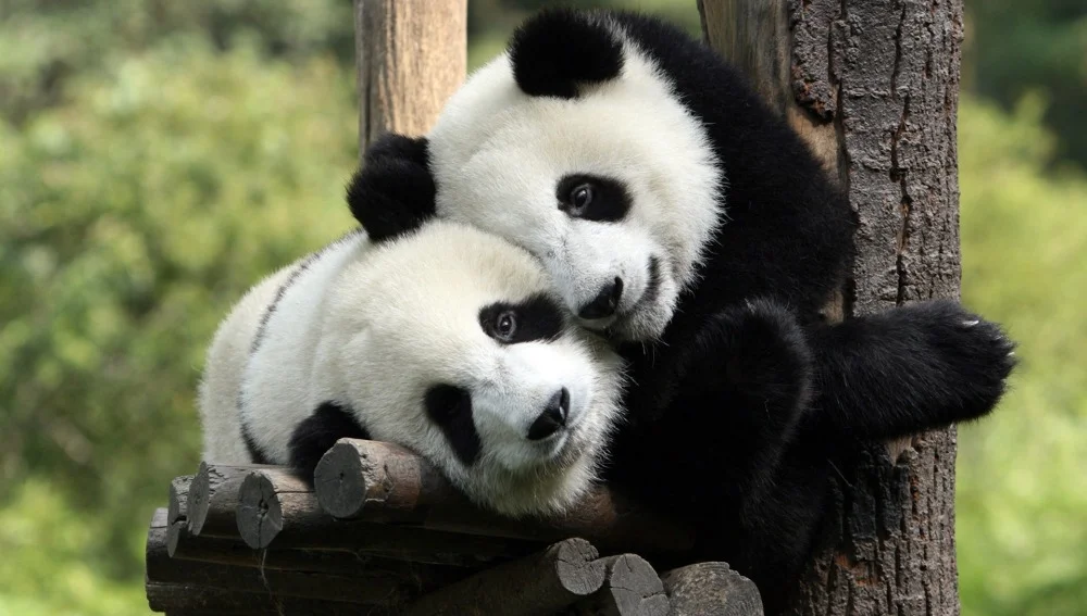El panda gigante deja de estar en peligro de extinción, pero sigue vulnerable