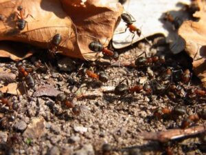 El prodigioso olfato de las hormigas