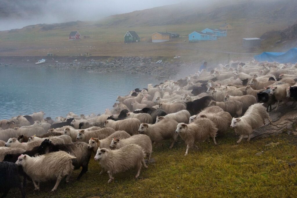 El sendero secreto de Groenlandia para seguir los pasos de los vikingos entre fiordos y granjas milenarias | National Geographic