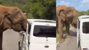 En video quedó registrado el momento exacto en el que un elefante destruyó un vehículo de turistas durante safari en Sri Lanka