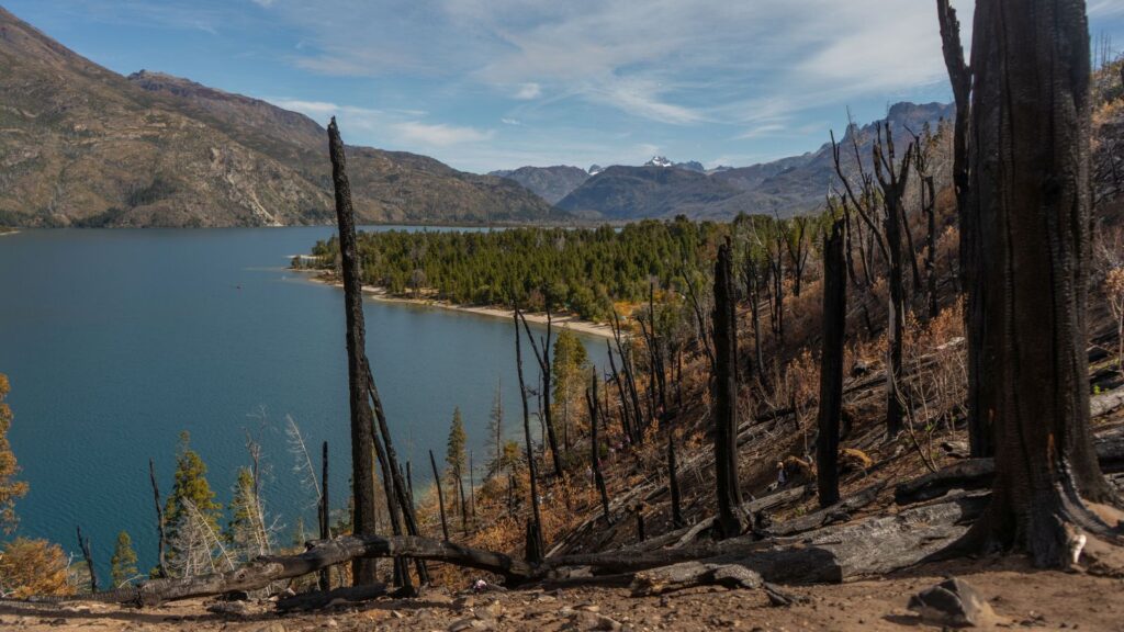 Incendios forestales en la Patagonia argentina: 5 claves para restaurar un bosque después del fuego | National Geographic