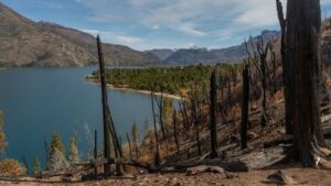 Incendios forestales en la Patagonia argentina: 5 claves para restaurar un bosque después del fuego | National Geographic
