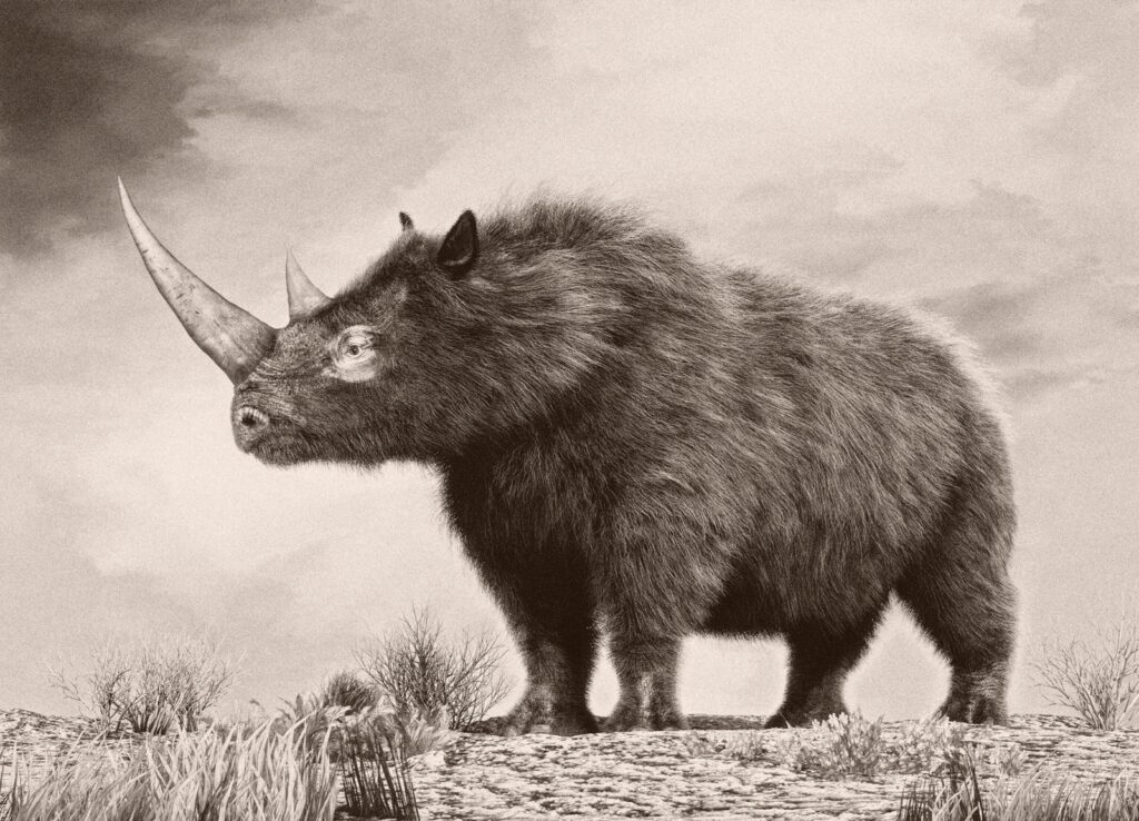 Investigadores recuperan el genoma de un rinoceronte lanudo del estómago congelado de un lobo | National Geographic