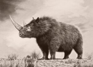 Investigadores recuperan el genoma de un rinoceronte lanudo del estómago congelado de un lobo | National Geographic