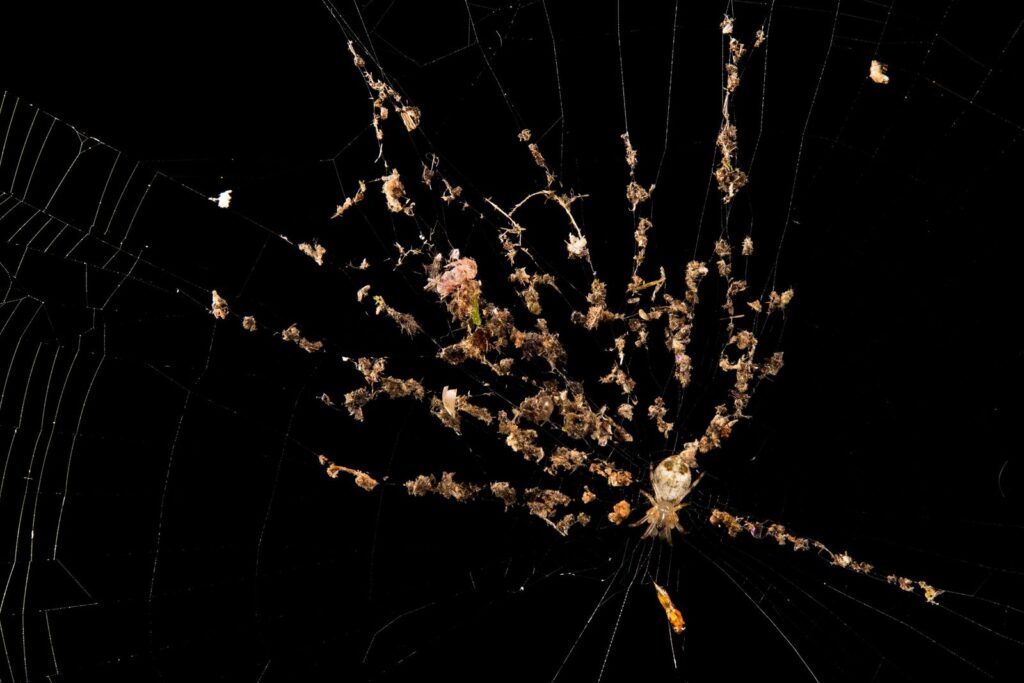 La ciencia revela los secretos ocultos sobre las telarañas más extrañas de la Tierra | National Geographic
