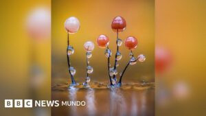Las imágenes que muestran el microscópico y poco conocido mundo de los mohos deslizantes
