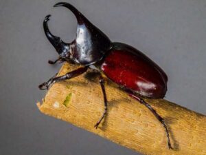Los animales con mayor número de especies