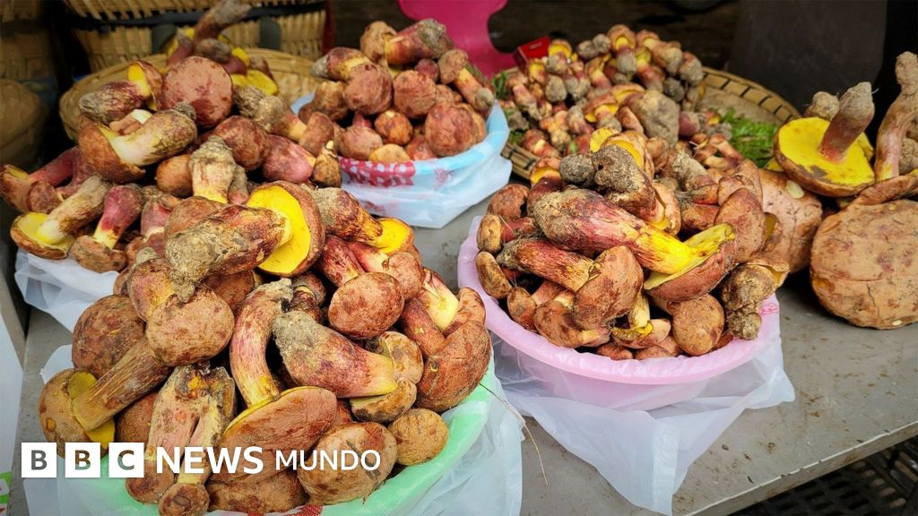 Los científicos que tratan de descifrar el misterio de los hongos que hacen alucinar a la gente con decenas de humanos diminutos