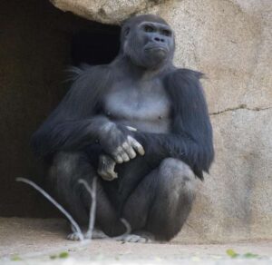 Los genes que nos hacen humanos