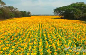 Los girasoles de Portuguesa se han convertido en el nuevo atractivo turístico de la región