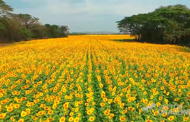 Los girasoles de Portuguesa se han convertido en el nuevo atractivo turístico de la región