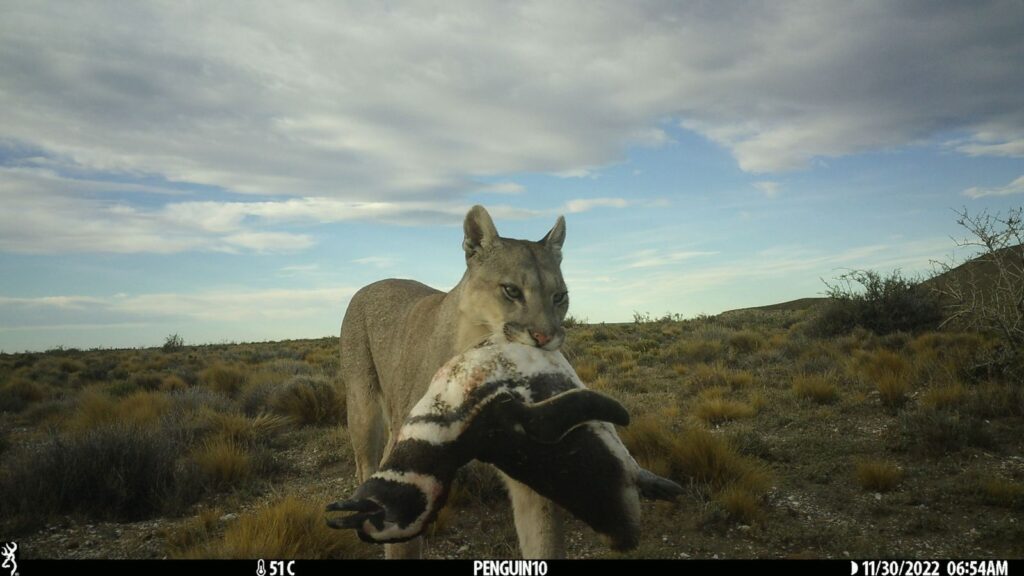 Los pumas regresaron a la Patagonia y se encontraron con pingüinos: lo que sucedió después sorprendió a los científicos | National Geographic