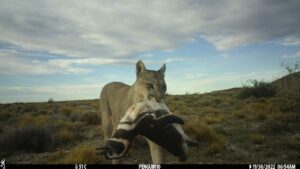 Los pumas regresaron a la Patagonia y se encontraron con pingüinos: lo que sucedió después sorprendió a los científicos | National Geographic