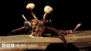 «Los zombis son algo patente y casi que predominante en el mundo animal»: Andrés Cota Hiriart